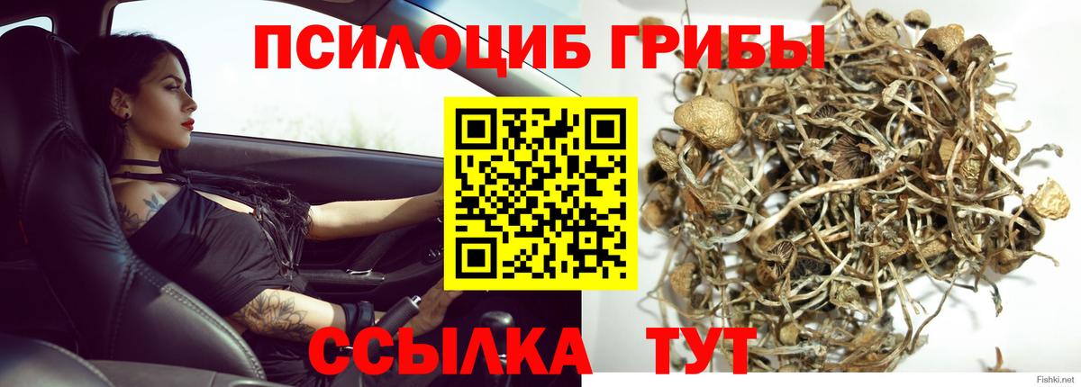 Старый Оскол  Псилоцибиновые грибы Psilocybine cubensis  Вход с VPN  Галлюциногенные грибы Psilocybe 